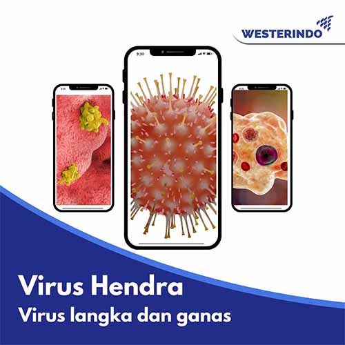 Virus Hendra, lebih mematikan dari Covid 19