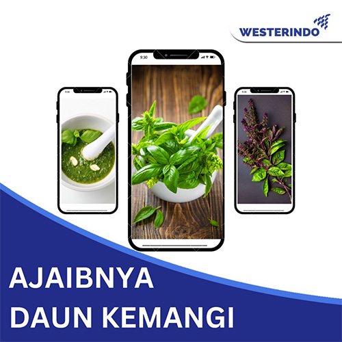 Ajaibnya Manfaat Daun Kemangi