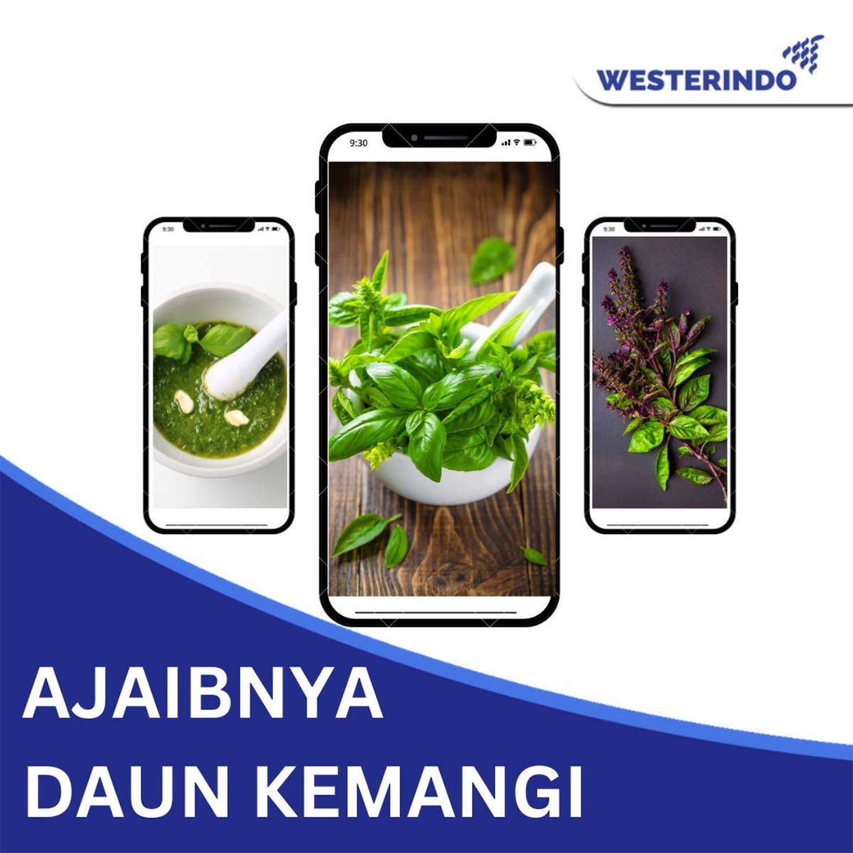 Ajaibnya Manfaat Daun Kemangi