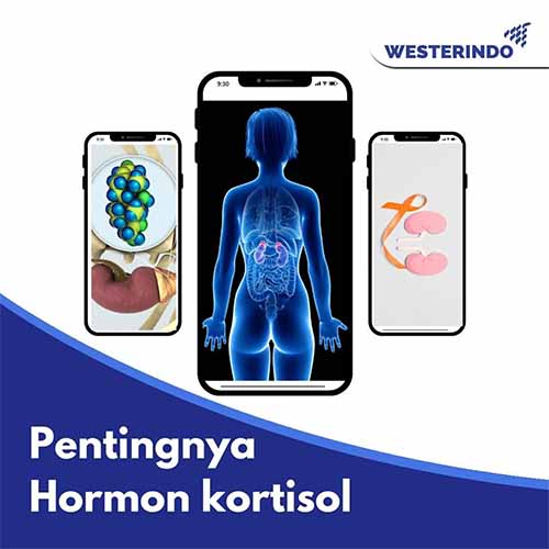 Pentingnya Hormon Kortisol untuk Tubuh